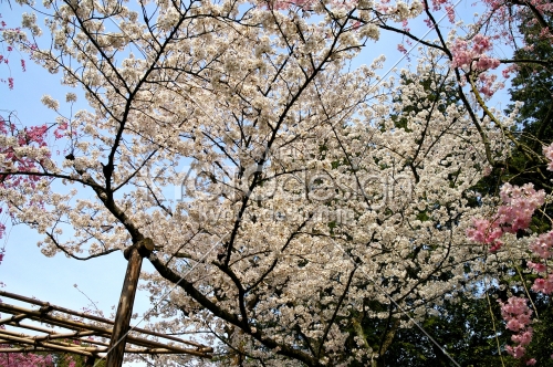 平安神宮の桜2