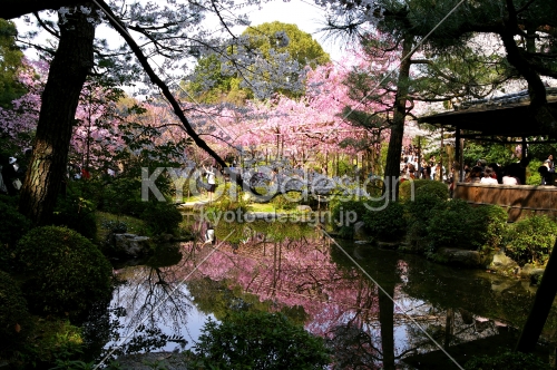 平安神宮の桜5
