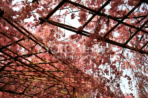 平安神宮の桜7