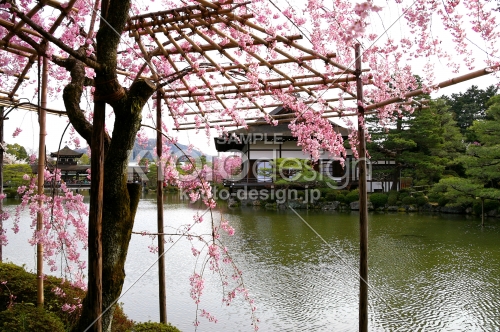平安神宮の桜11