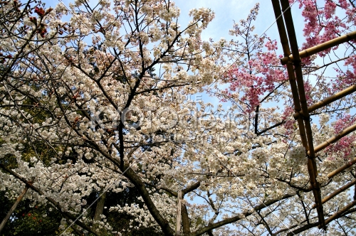 平安神宮の桜13