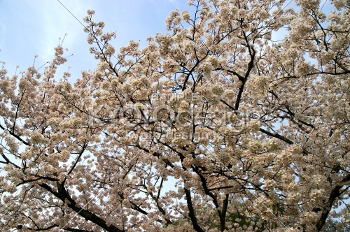 平安神宮の桜14