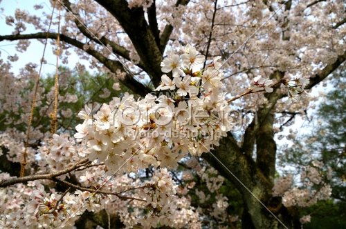 平安神宮の桜15