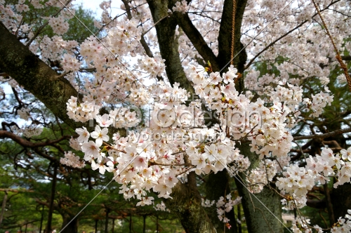 平安神宮の桜16