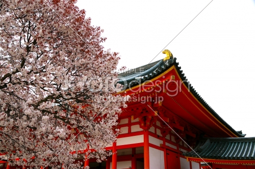 平安神宮の桜17