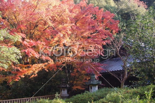 京都市の紅葉（来迎院）