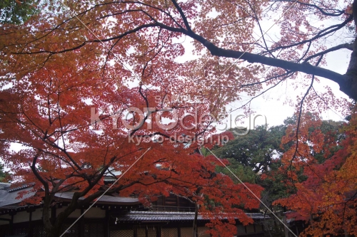 京都市の紅葉（新日吉神宮）