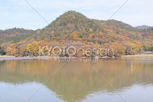 京都市の紅葉（広沢池）