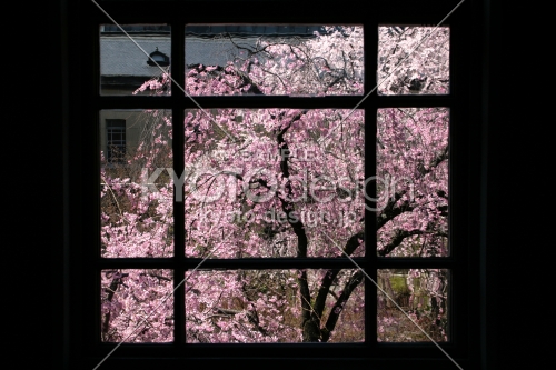 京都府庁の桜