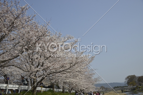 桜が続く半木の道
