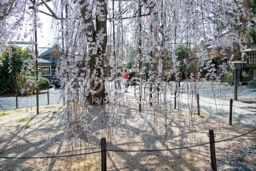 千本釈迦堂　3月23日の桜3