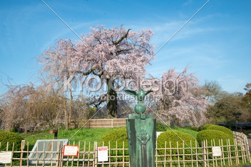 円山公園　3月27日の桜4