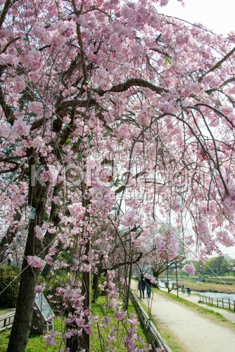 半木の道　3月29日の桜1