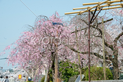 半木の道　3月29日の桜5