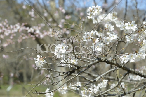 京都府立植物園の桜３　2018