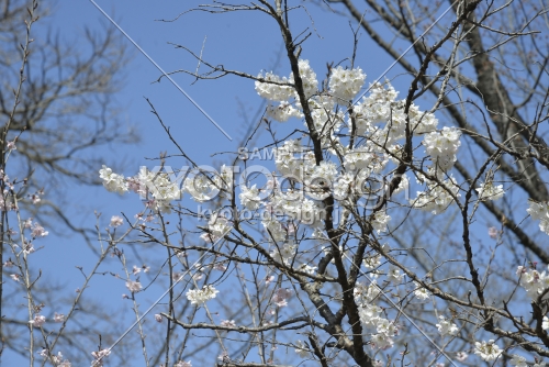京都府立植物園の桜４　2018