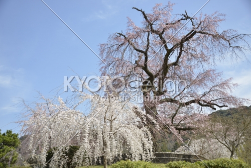 円山公園　枝垂れ桜4