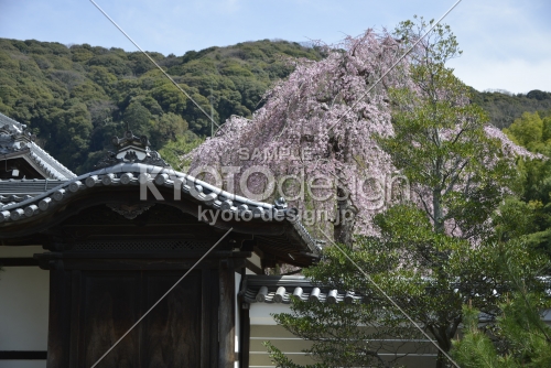 高台寺　瓦と枝垂れ桜