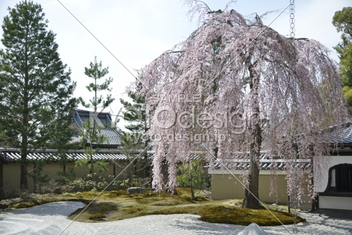 高台寺　方丈前庭の枝垂れ桜1