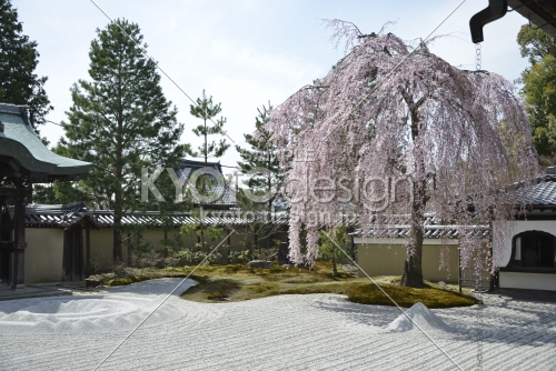 高台寺　方丈前庭の枝垂れ桜2