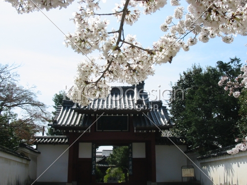 春の萬福寺