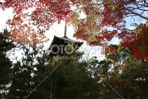 秋の五重塔