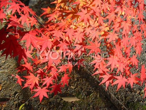 仁和寺庭園の紅葉