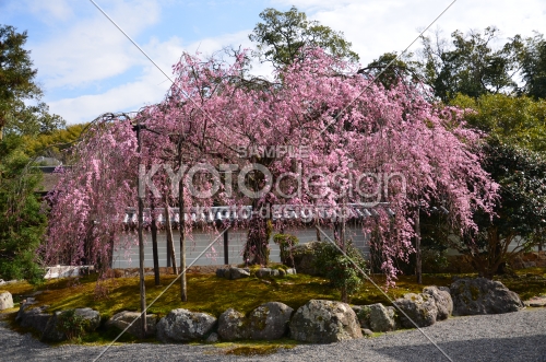 禅寺の桜枝垂れ