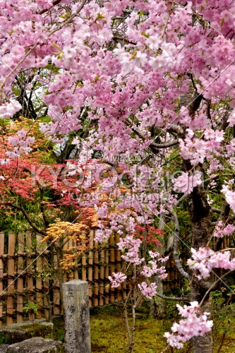 桜と彩葉