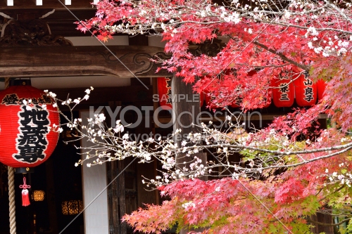 葉々紅く、寒桜の候