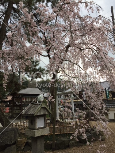 縣神社の桜 2016.03.27