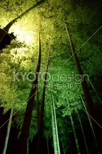高台寺　夜間ライトアップ　竹林(160807h)
