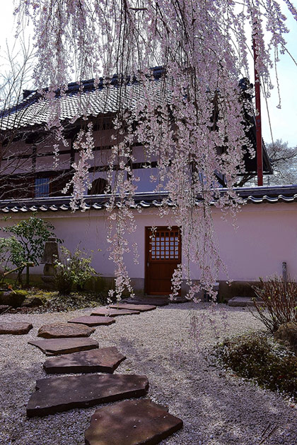 本満寺　枝垂桜と石畳