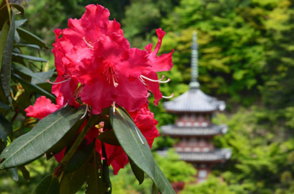 宇治の花寺、紅く咲く