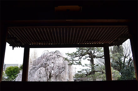 千本釈迦堂　本堂より枝垂桜と松を望む