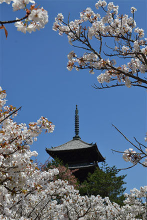 仁和寺　満開の御室桜