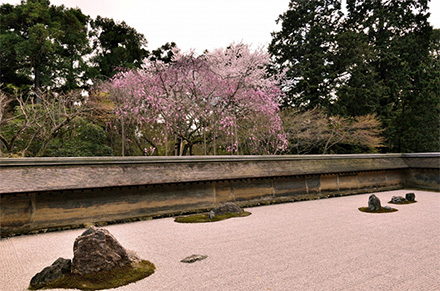 桜・龍安寺石庭