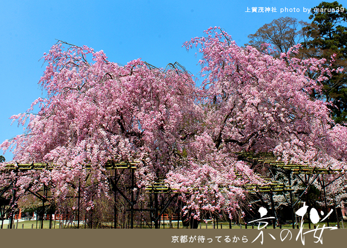 京都の桜2022