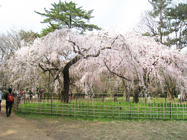 京都禦苑の桜