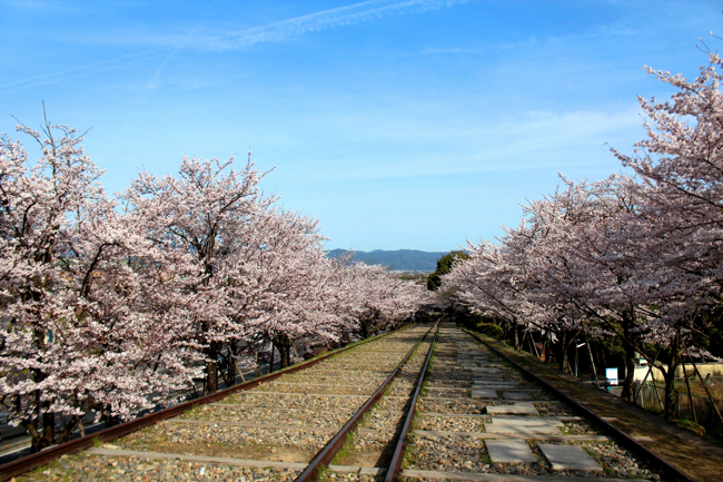 蹴上傾斜鐵道の桜