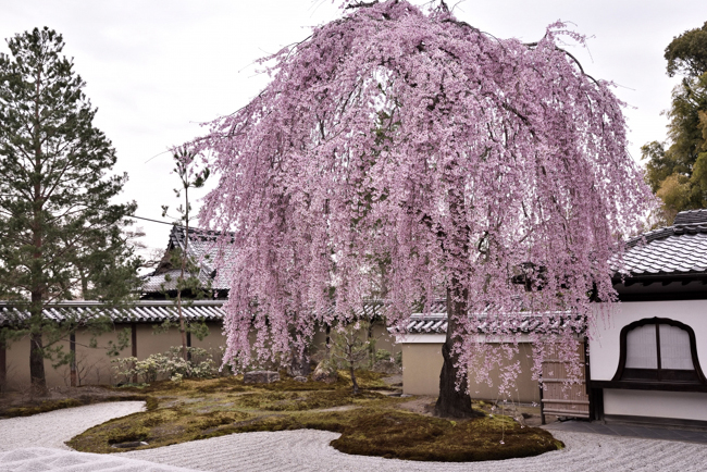 高臺寺の桜