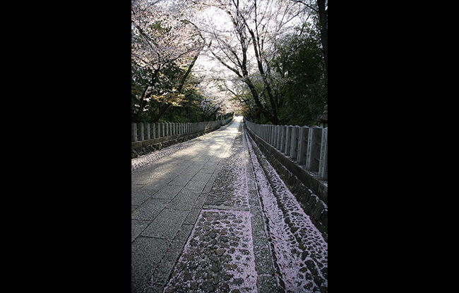 嚮日神社の桜