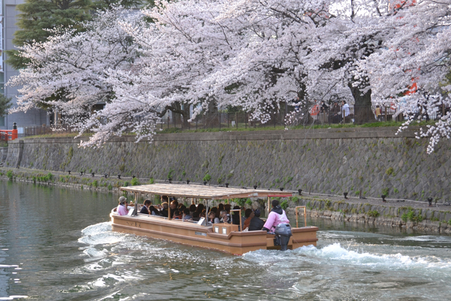 岡崎運河の桜