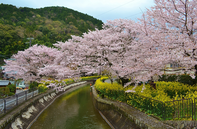 山科運河の桜