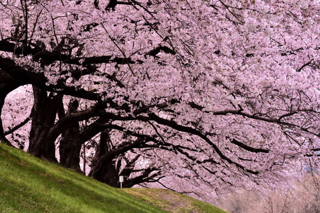 澱川河川公園揹割隄地區の桜
