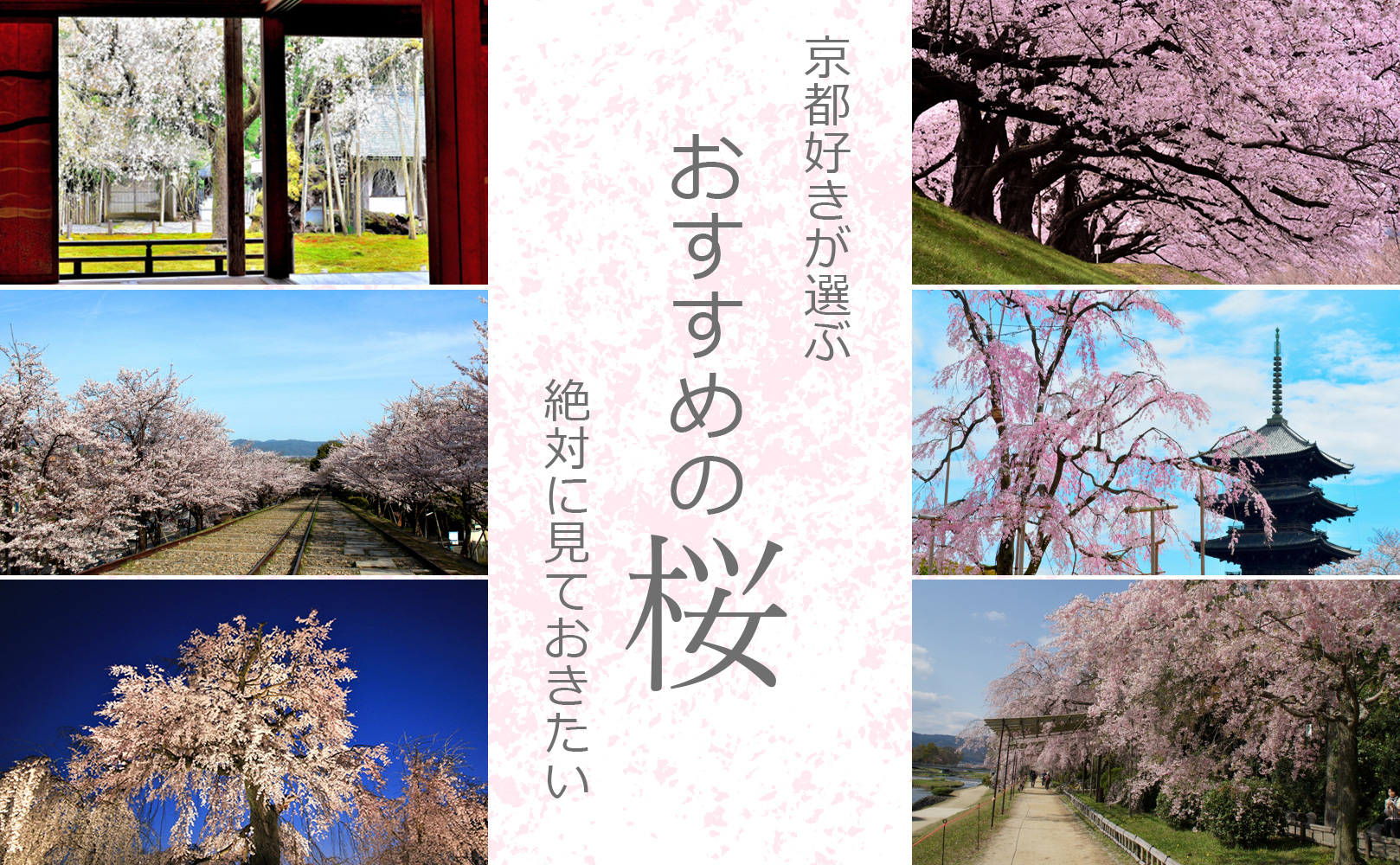 京都好きが選ぶ 絶対に見ておきたい おすすめの桜 | 京都観光情報