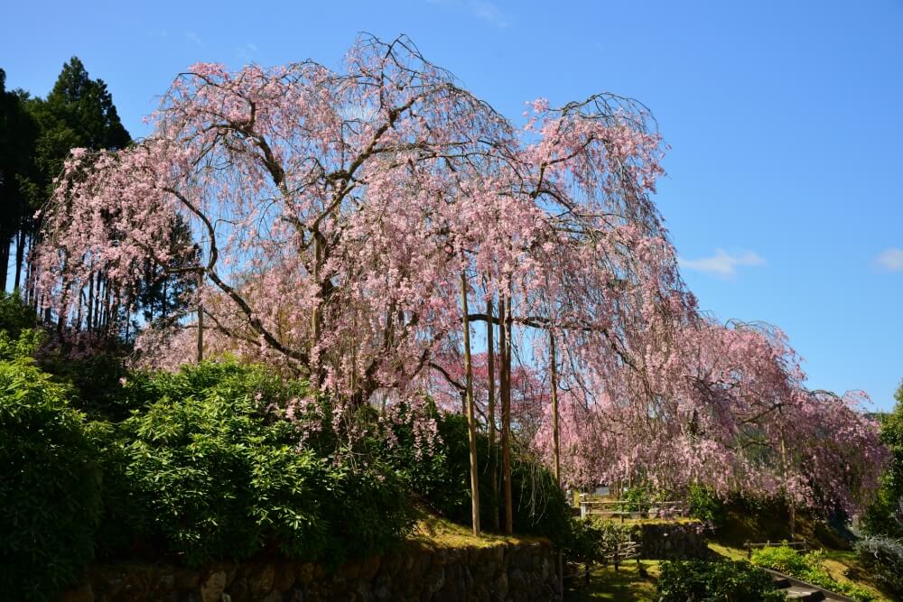 宝泉寺の桜