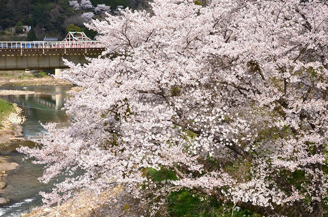 笠置大橋周辺の桜