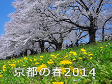 webマガジン 京都の春2014