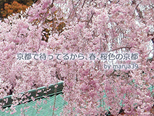 webマガジン marua39京都で待ってるから、春、桜色の京都